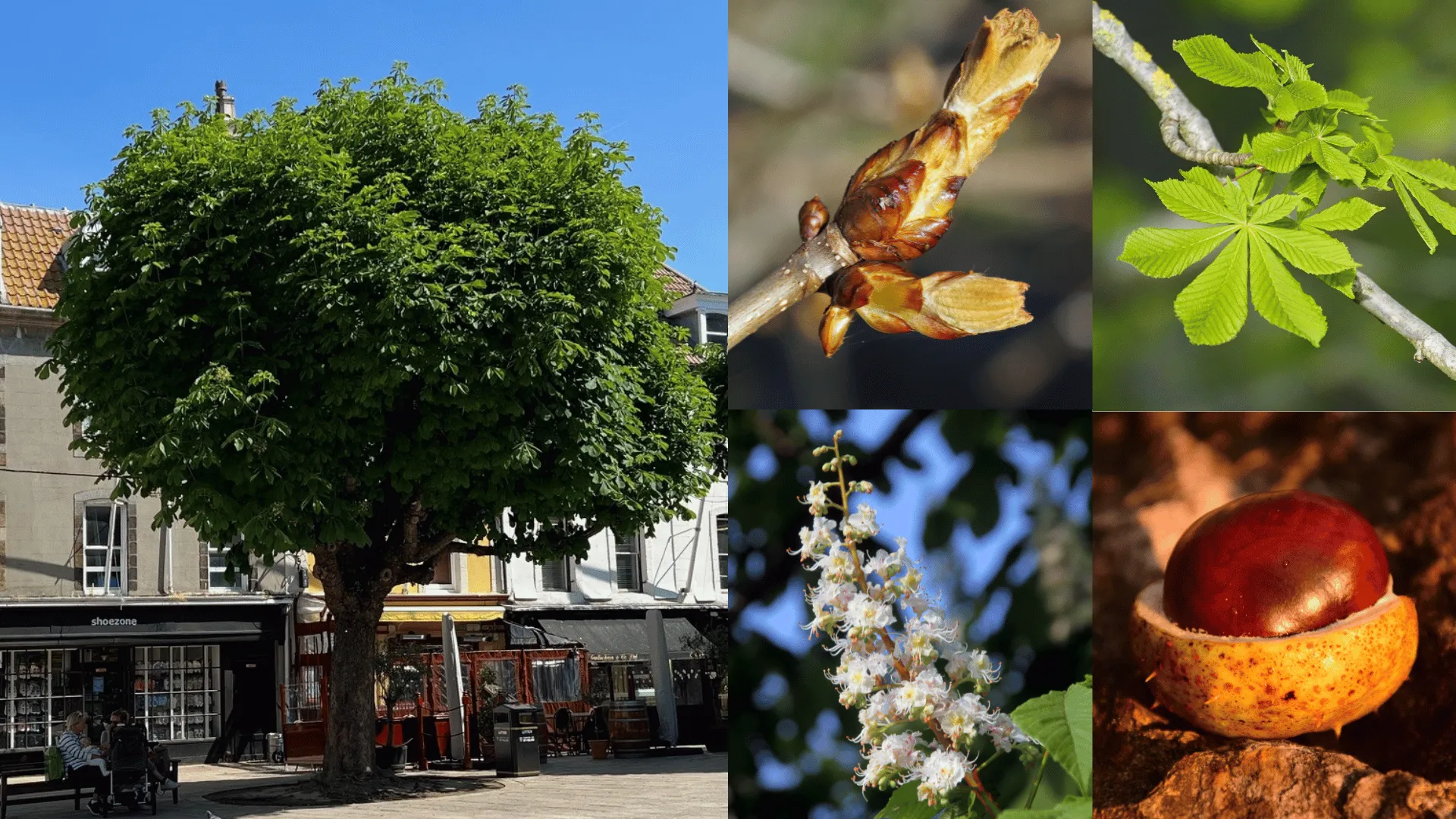 Horse chestnut