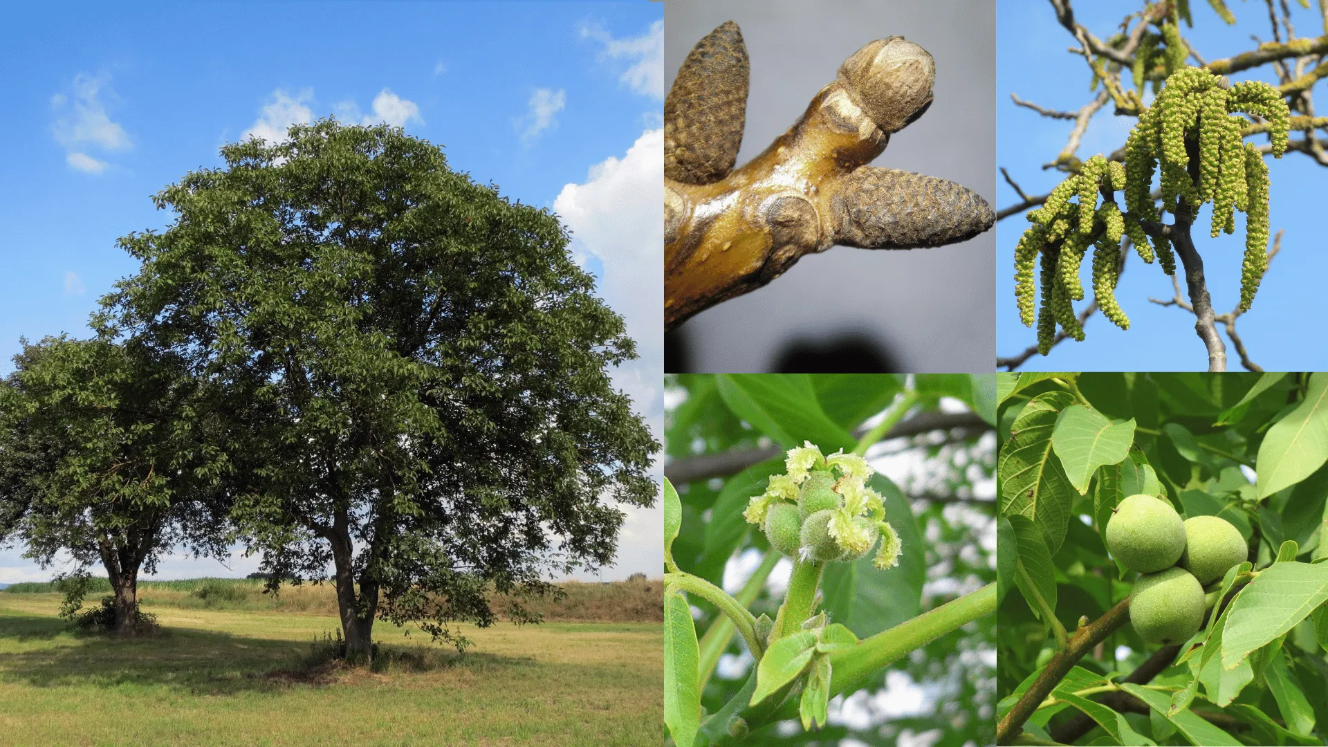 Walnut
