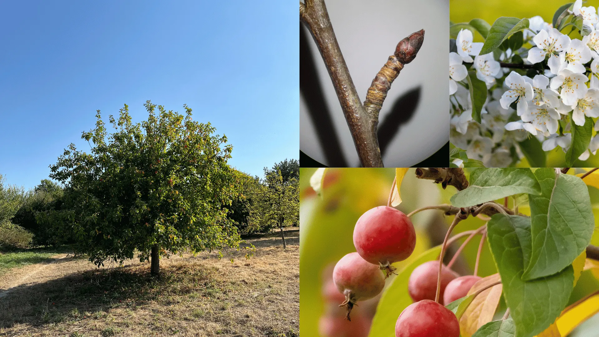 Crab apple