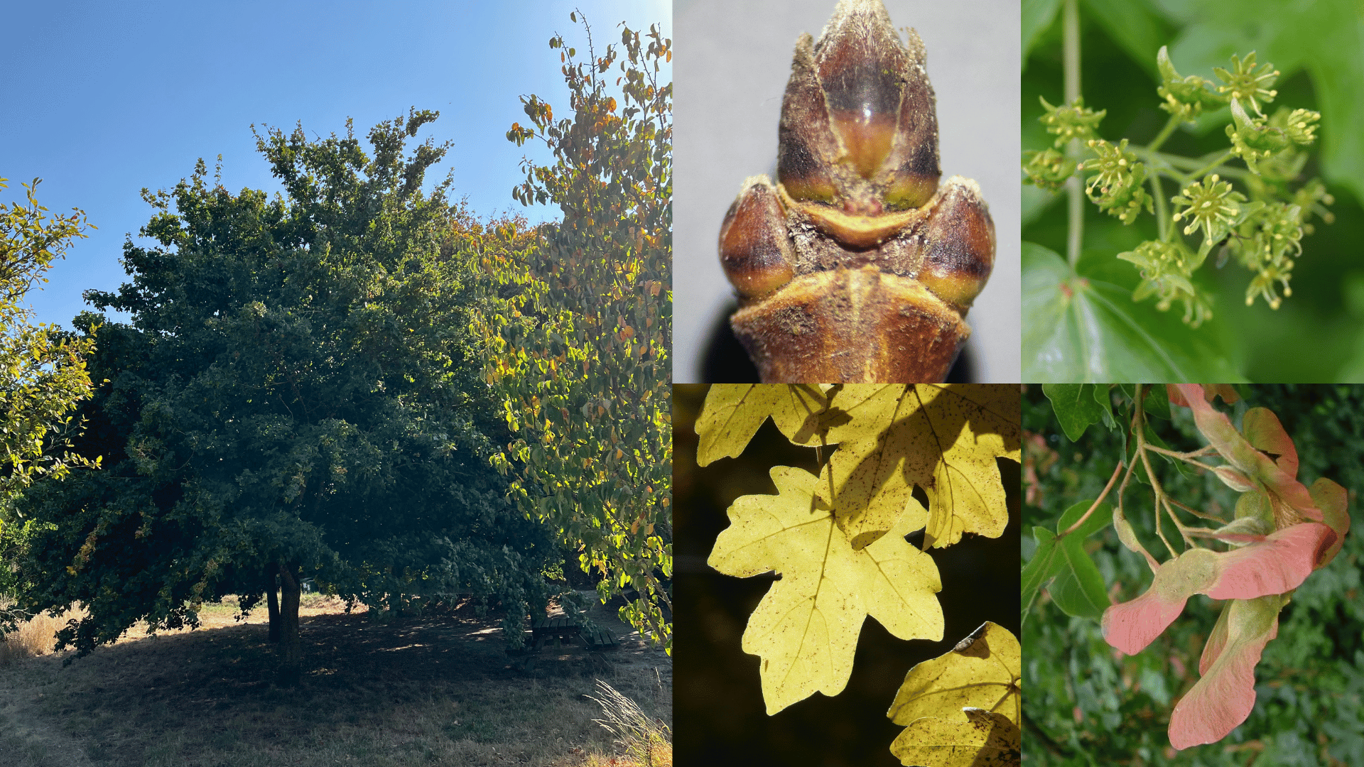 Field maple