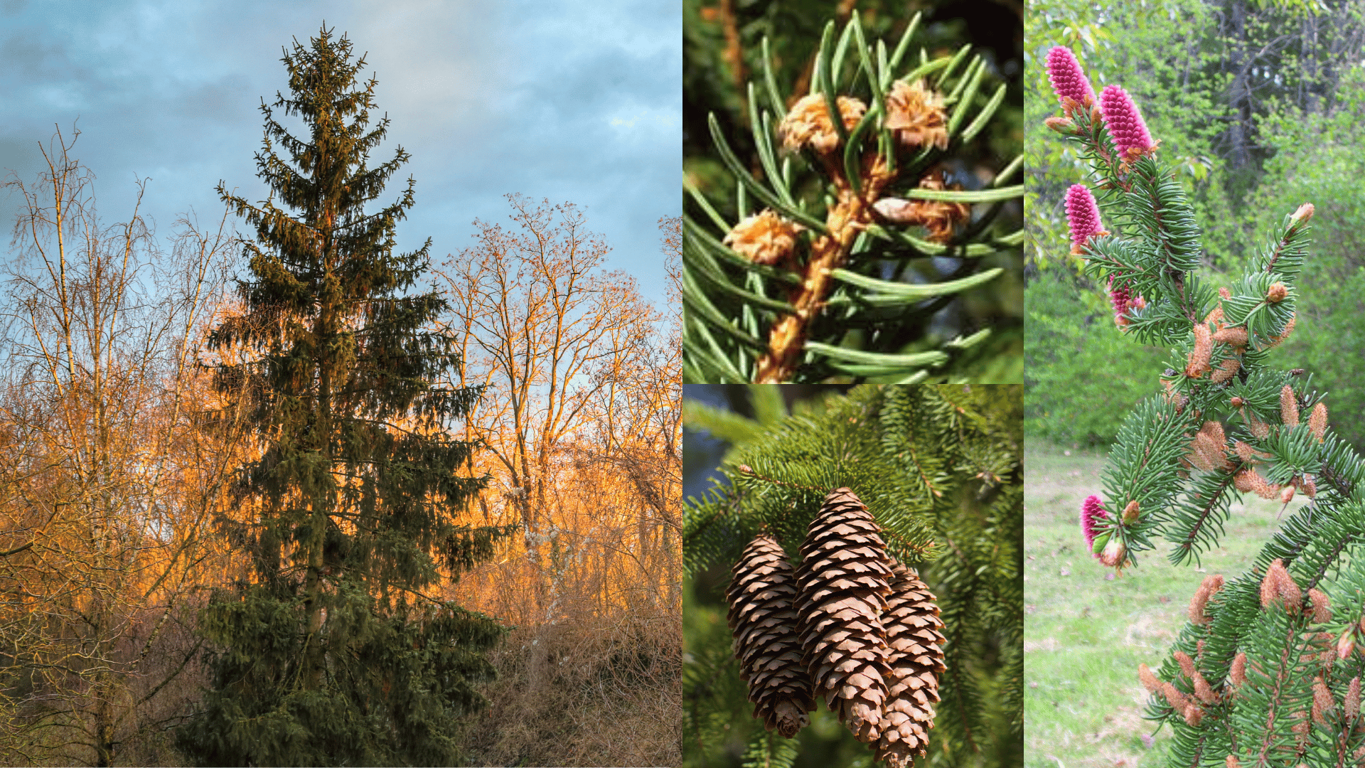 Norway spruce