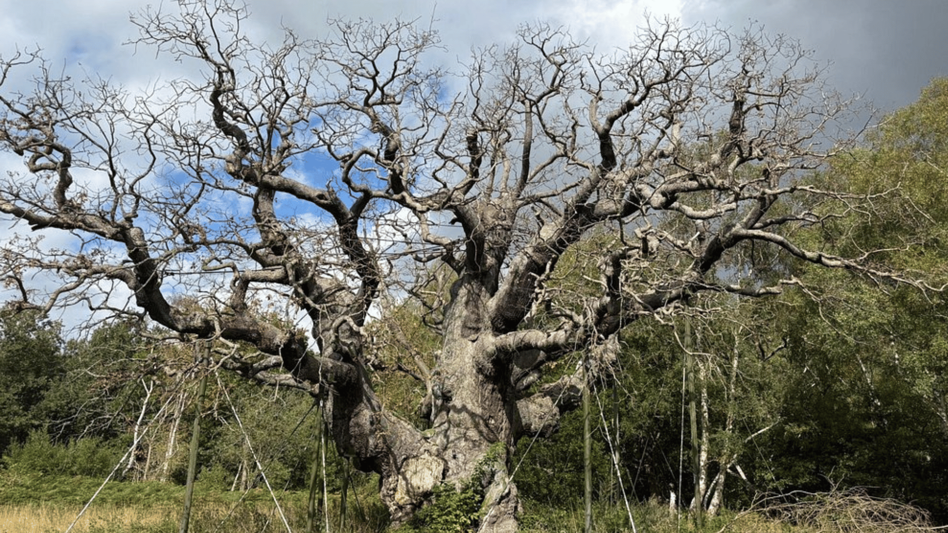 Major oak