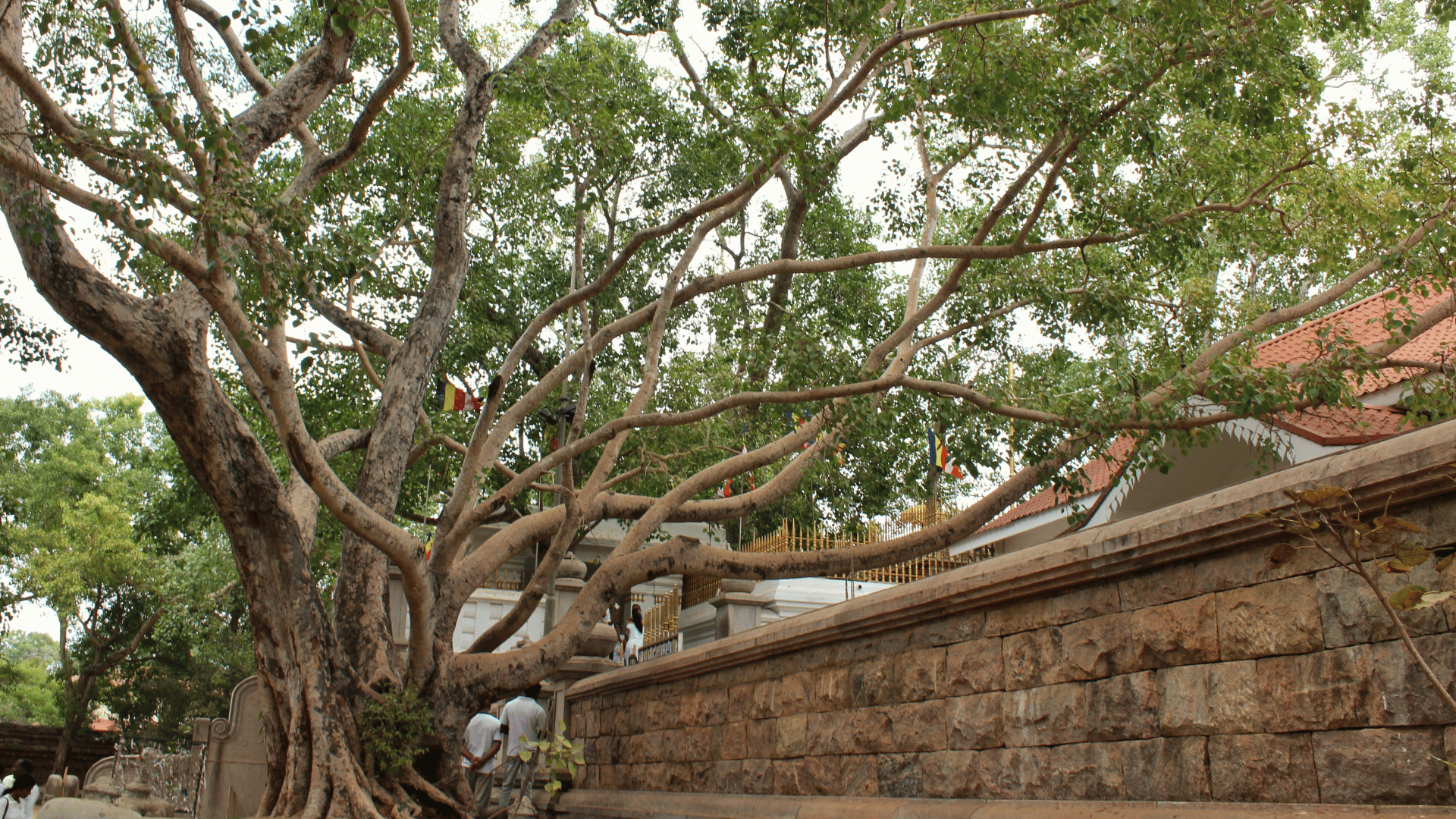 Jaya Sri Maha Bodhi