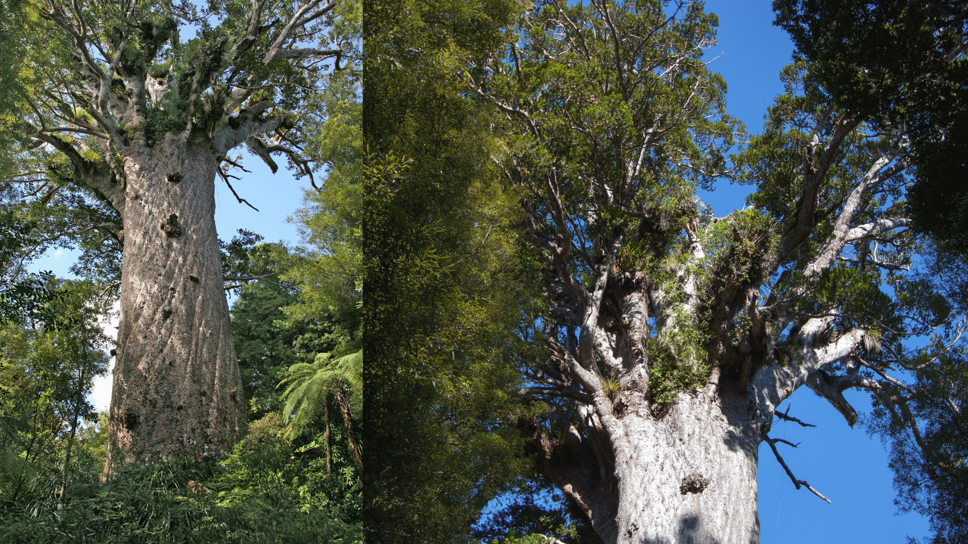 Tāne Mahuta