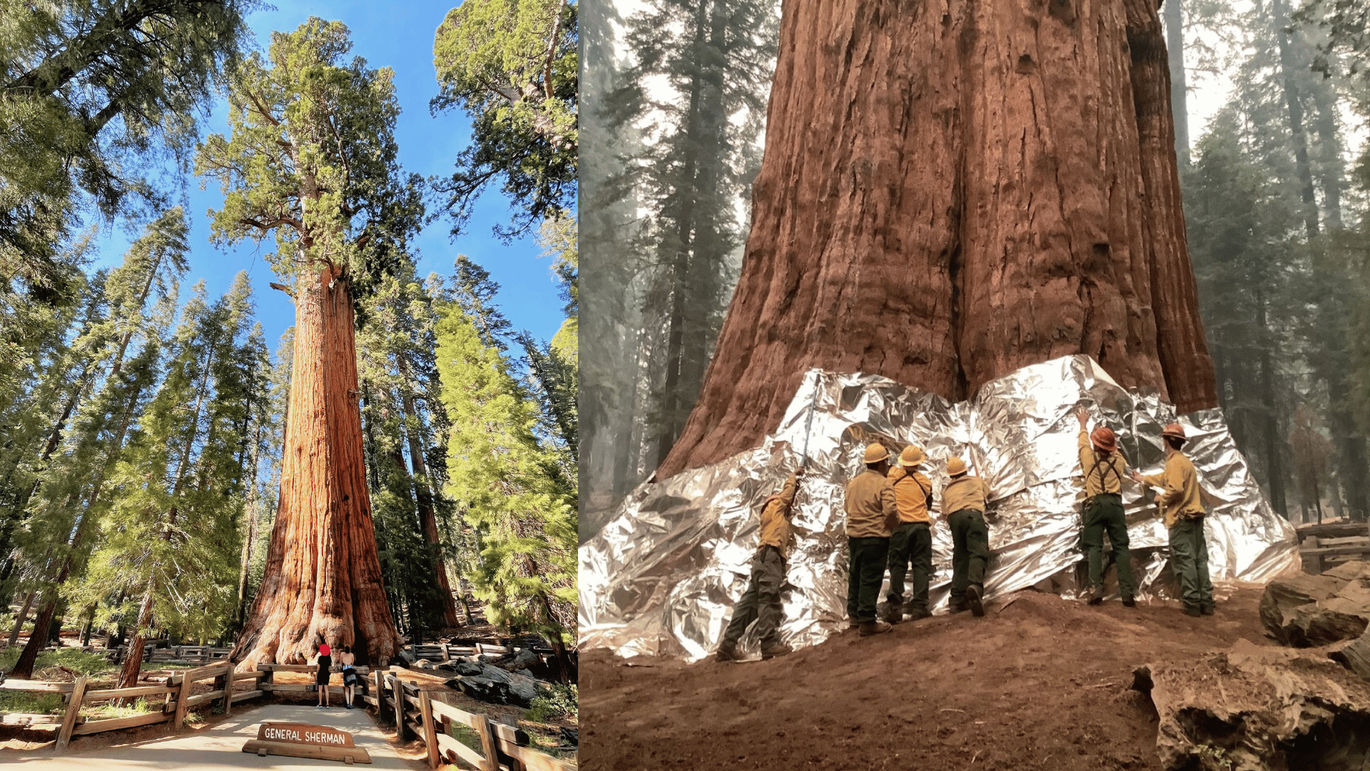 General Sherman