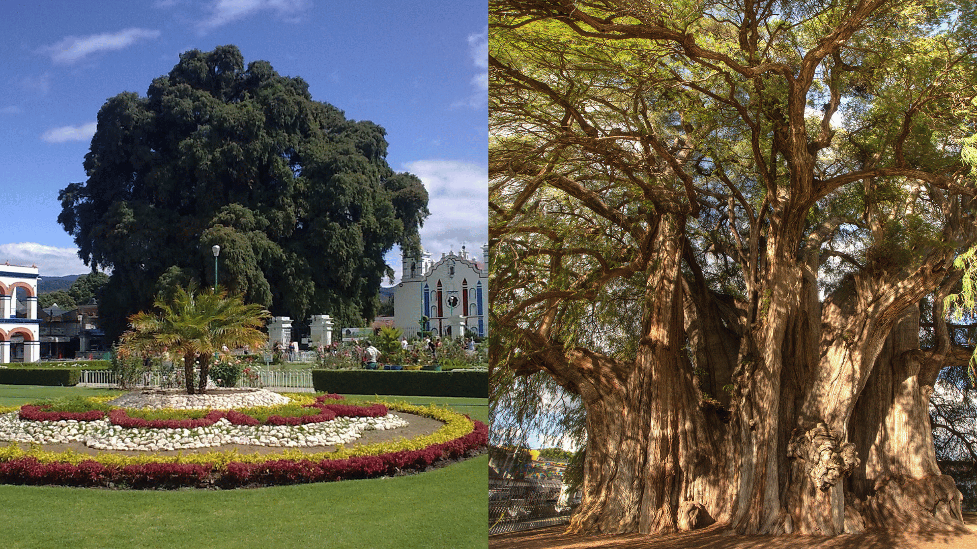 Árbol del Tule