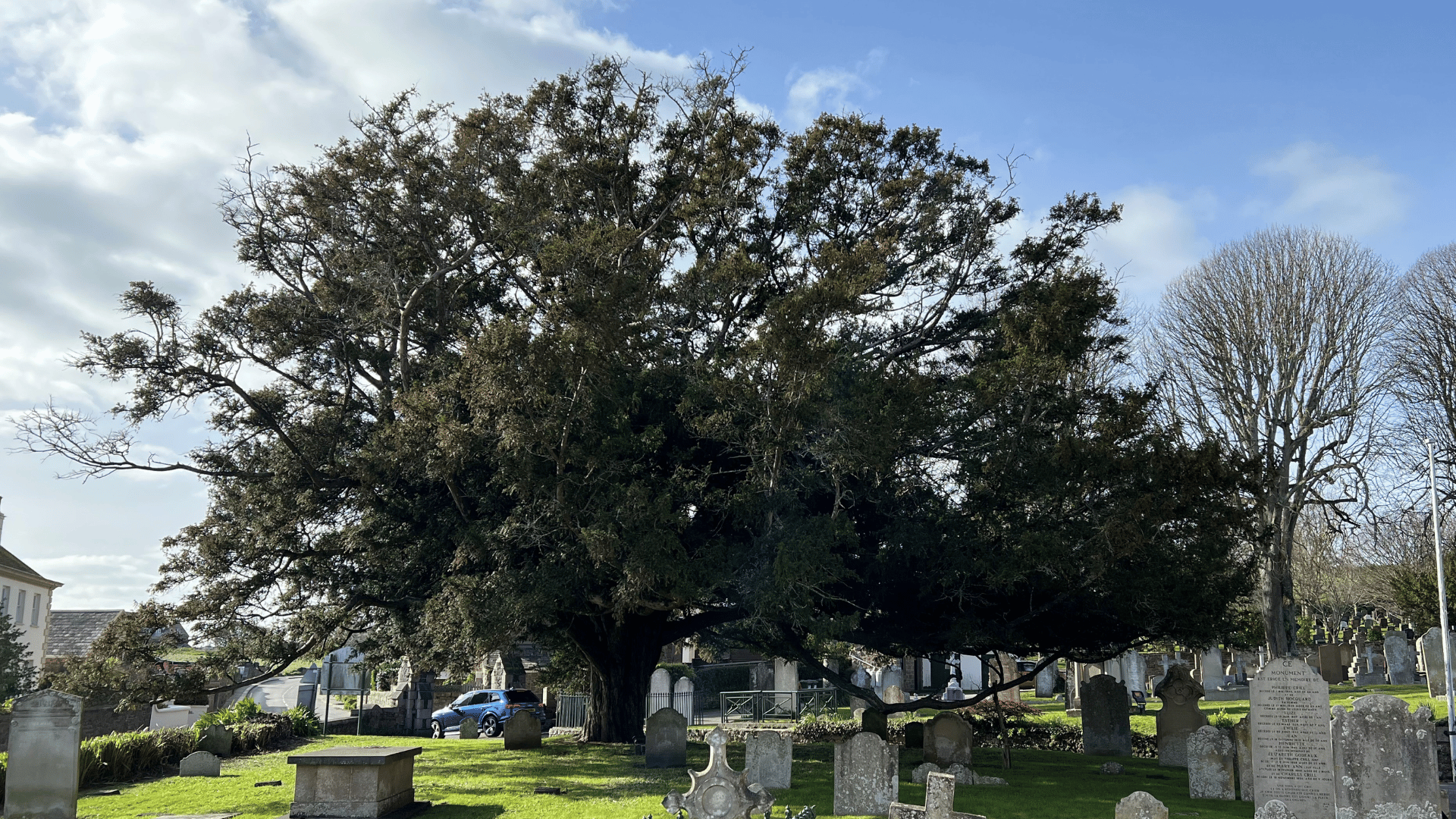 Yew beauty: Ancient yew at St Clement’s Church