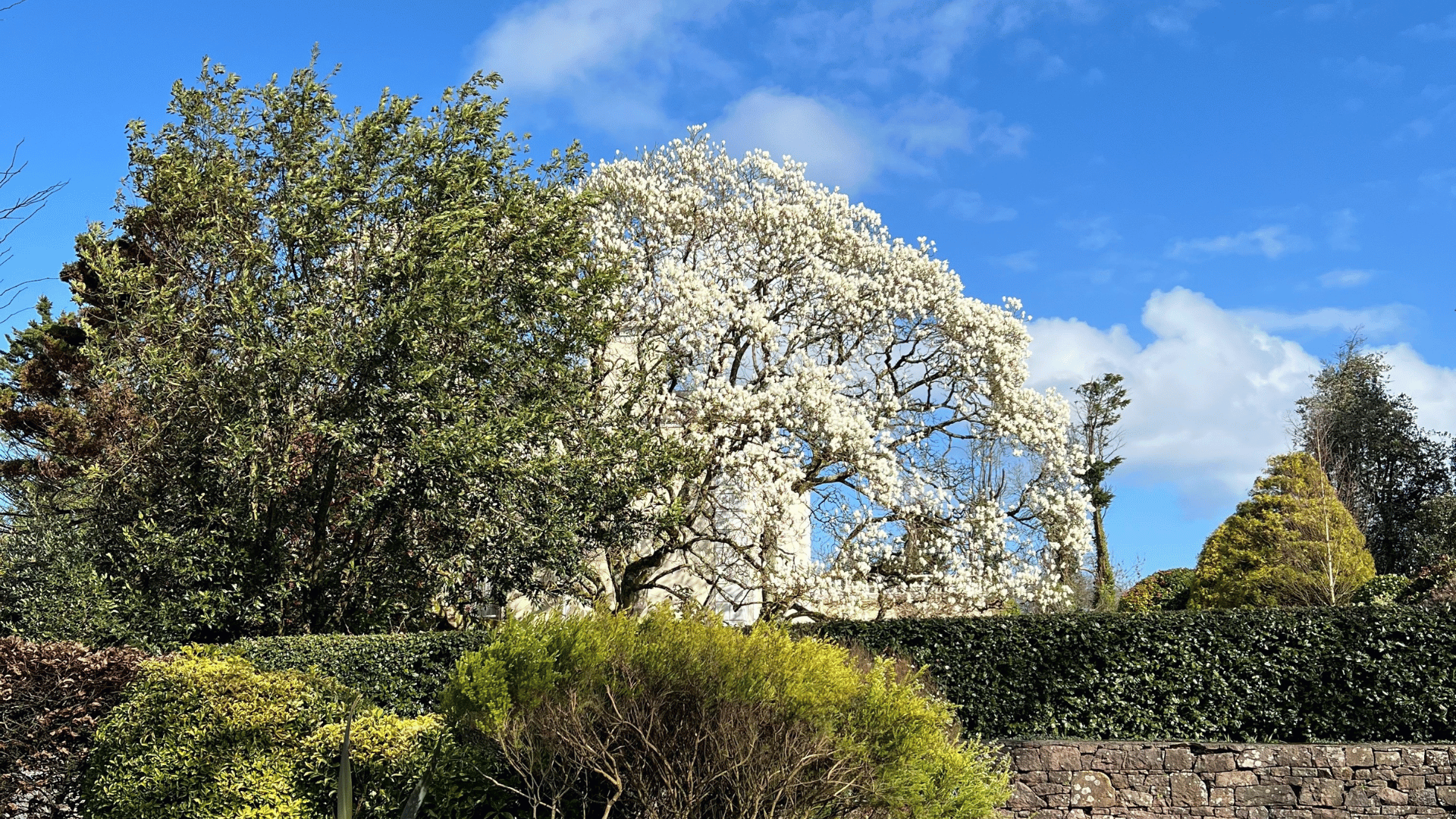Magnolia marvel: Magnolia at L’Aleval House