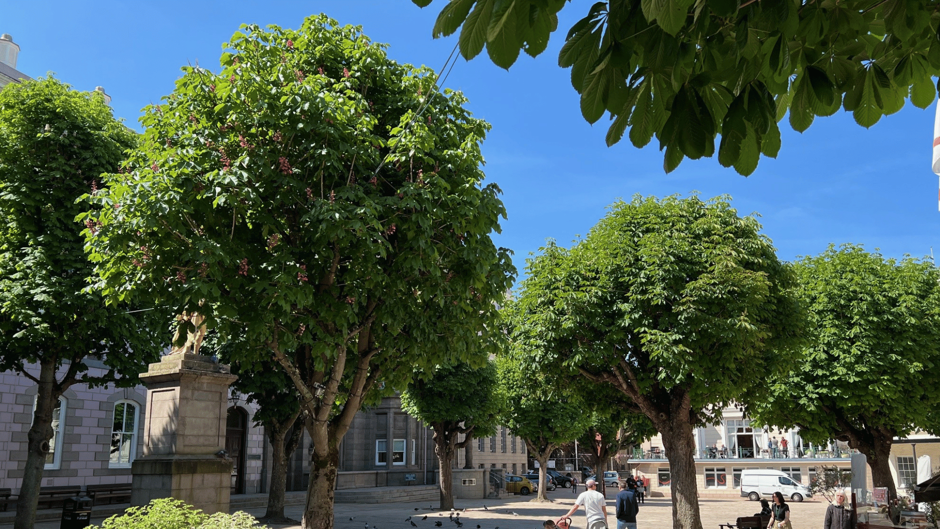 That old chestnut: Horse chestnuts in Royal Square