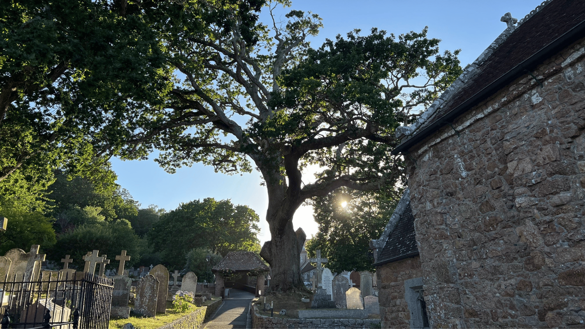 Sacred sentinel: English oak at St Brelade's Church