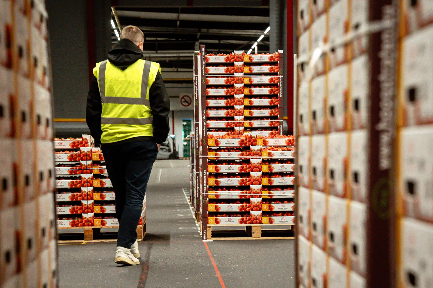 Persoon met gele veiligheidsjas loopt tussen pallets met aardbeienkartons in magazijn.