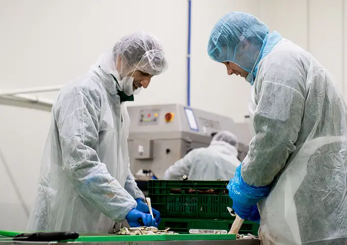 Twee mensen in beschermende kleding verwerken en snijden voedsel in een schone productiefaciliteit.