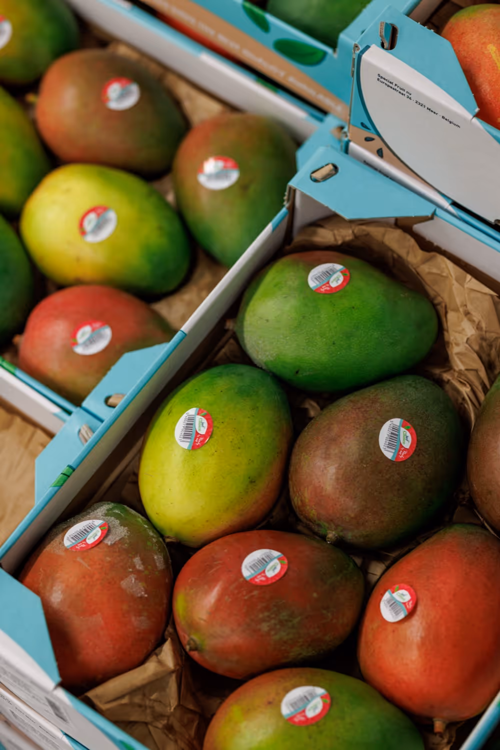 Verschillende mango's met etiketten verpakt in dozen met bruine vulling.
