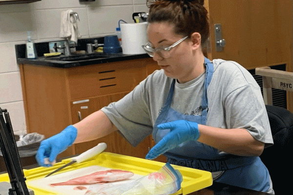 UNO student Haley Beaulieu dissects a fish in biologist Erin Cox’s laboratory to analyze the level of potentially harmful pollutants.