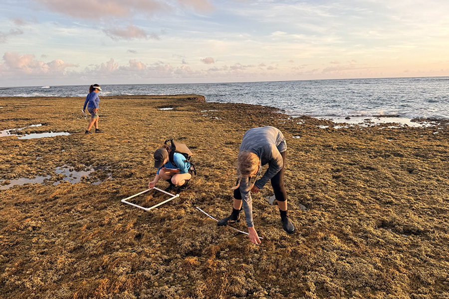 LSU New Orleans biological sciences researcher and professor T. Erin Cox has received a $115,090 grant from the National Science Foundation to study how coastal ecosystems respond to disturbance following a major flood in the state of Hawai‘i.
