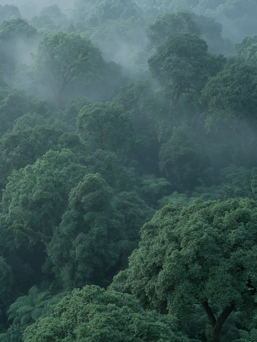 Dense green forest with tall trees partially covered in mist or fog.