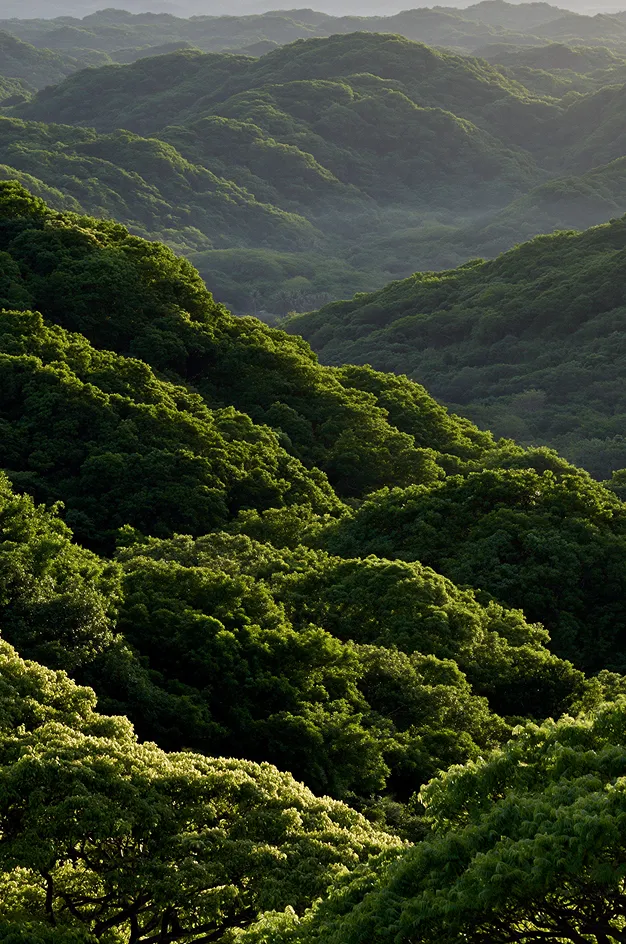 Dense green forest covering rolling hills under soft natural light.