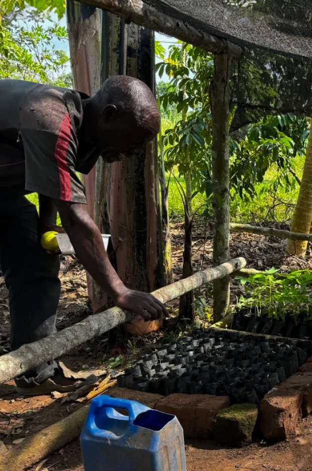 Man working in a shaded nursery area with seedlings in black plastic pots and a blue water container.
