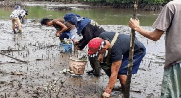 People planting mangrove saplings in muddy wetland near a water body for environmental restoration.