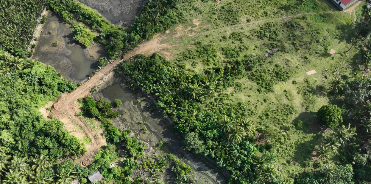 Aerial view of green farmland with a dirt path crossing between dense vegetation and marshy areas.