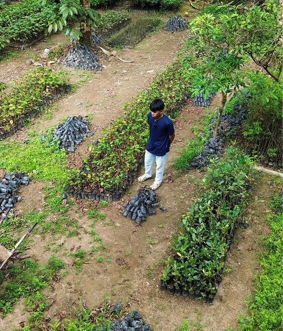 Man in blue shirt standing in organized rows of young plants and seedling bags in a nursery garden.