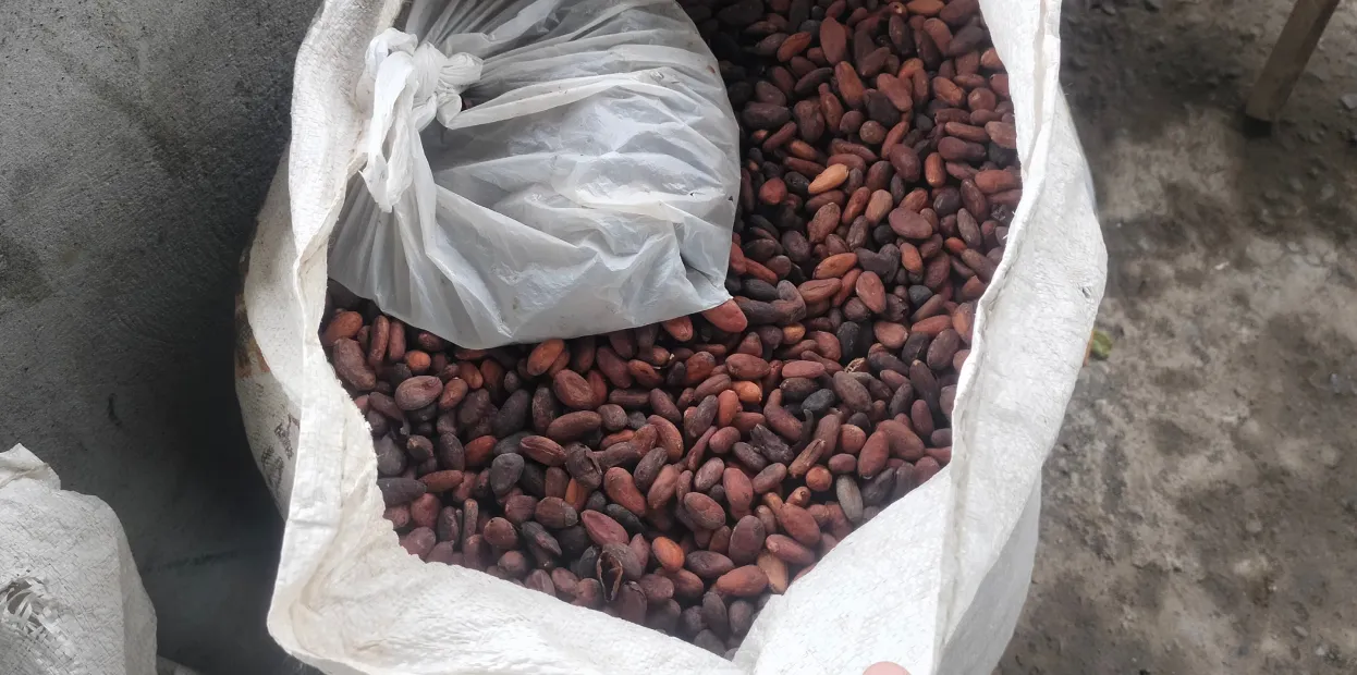 White sack filled with dark brown cocoa beans with a tied plastic bag on top.