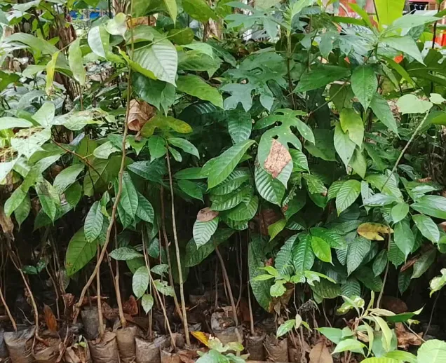 Young green saplings in black plastic bags on soil with dry leaves around them.