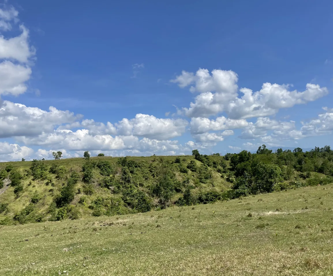Grassy hill with scattered trees under a blue sky with white fluffy clouds.