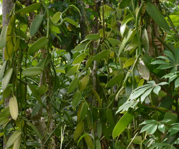 Close-up of green vanilla orchid pods growing on vines in a dense leafy environment.