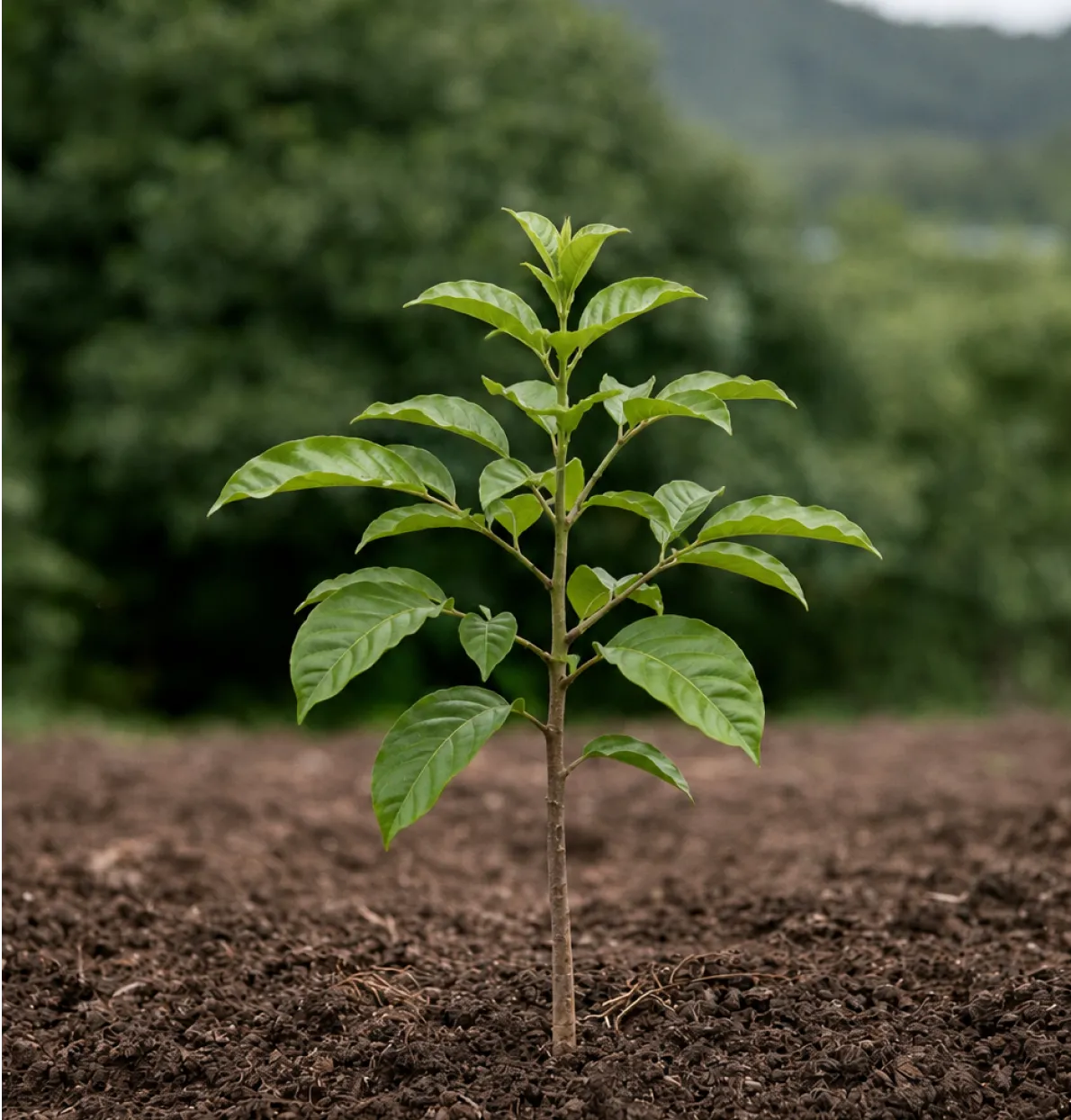 Young green plant with broad leaves growing in rich soil outdoors with blurred green background.