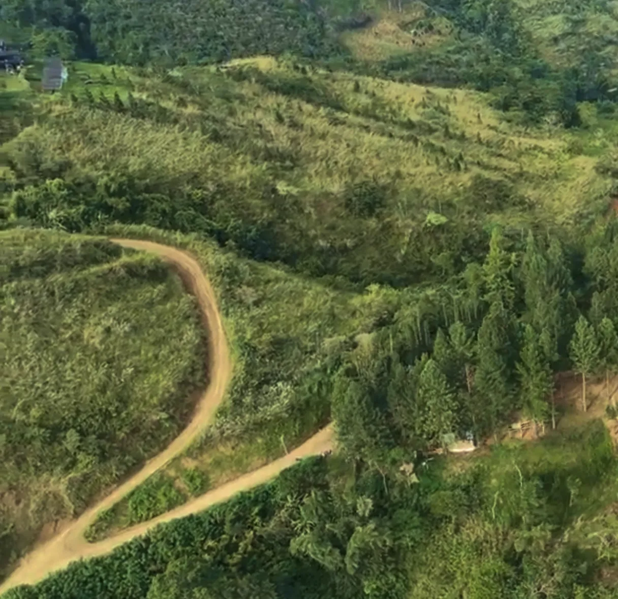 A winding dirt road curves through a dense green forest and grassy landscape from above.