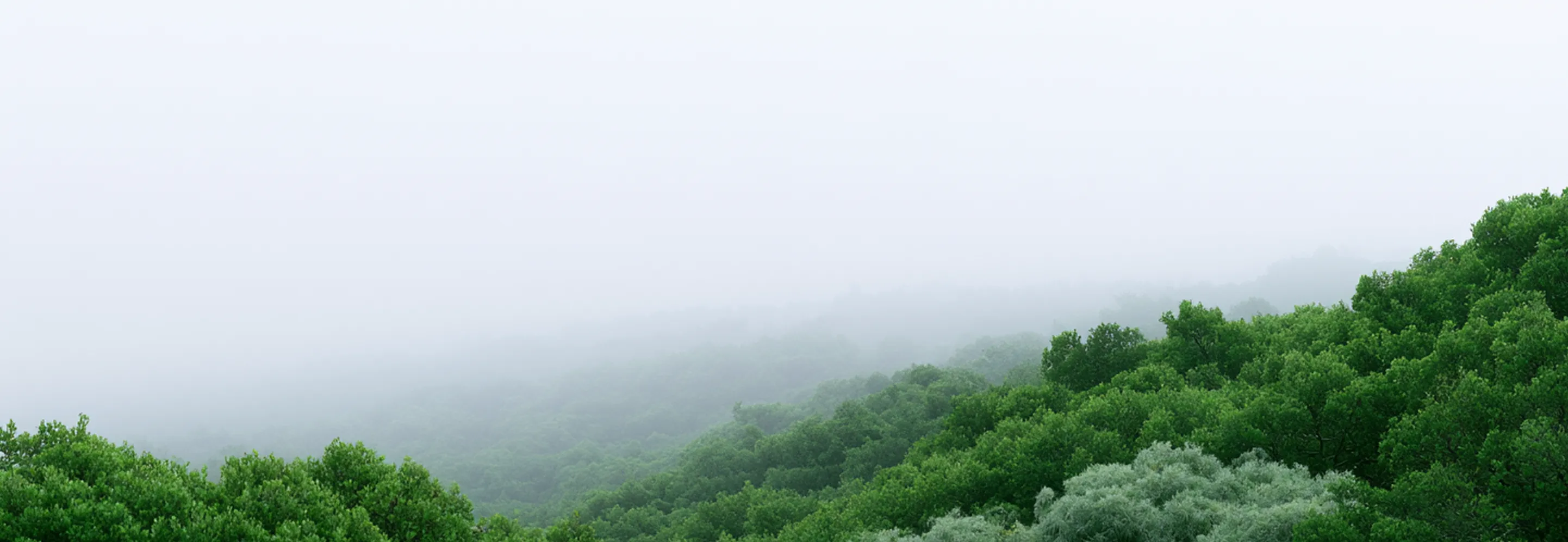 Green forested hills partially obscured by thick white fog under a pale sky.