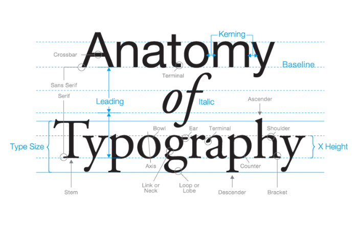 Anatomy of typography