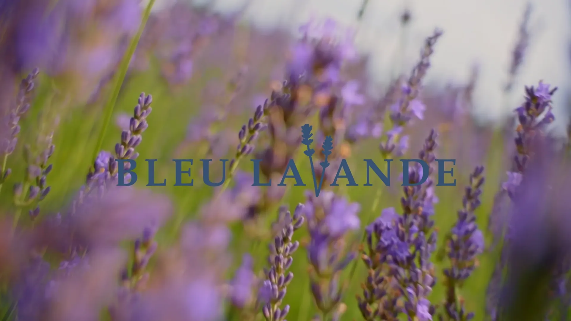 Gros plan sur un champ de lavande mauve en fleurs, brand story de Bleu Lavande
