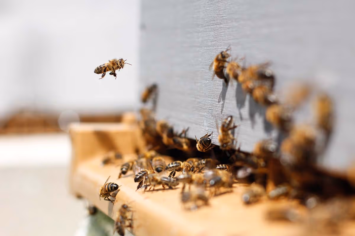 Bring on the bees — Alvéole blog