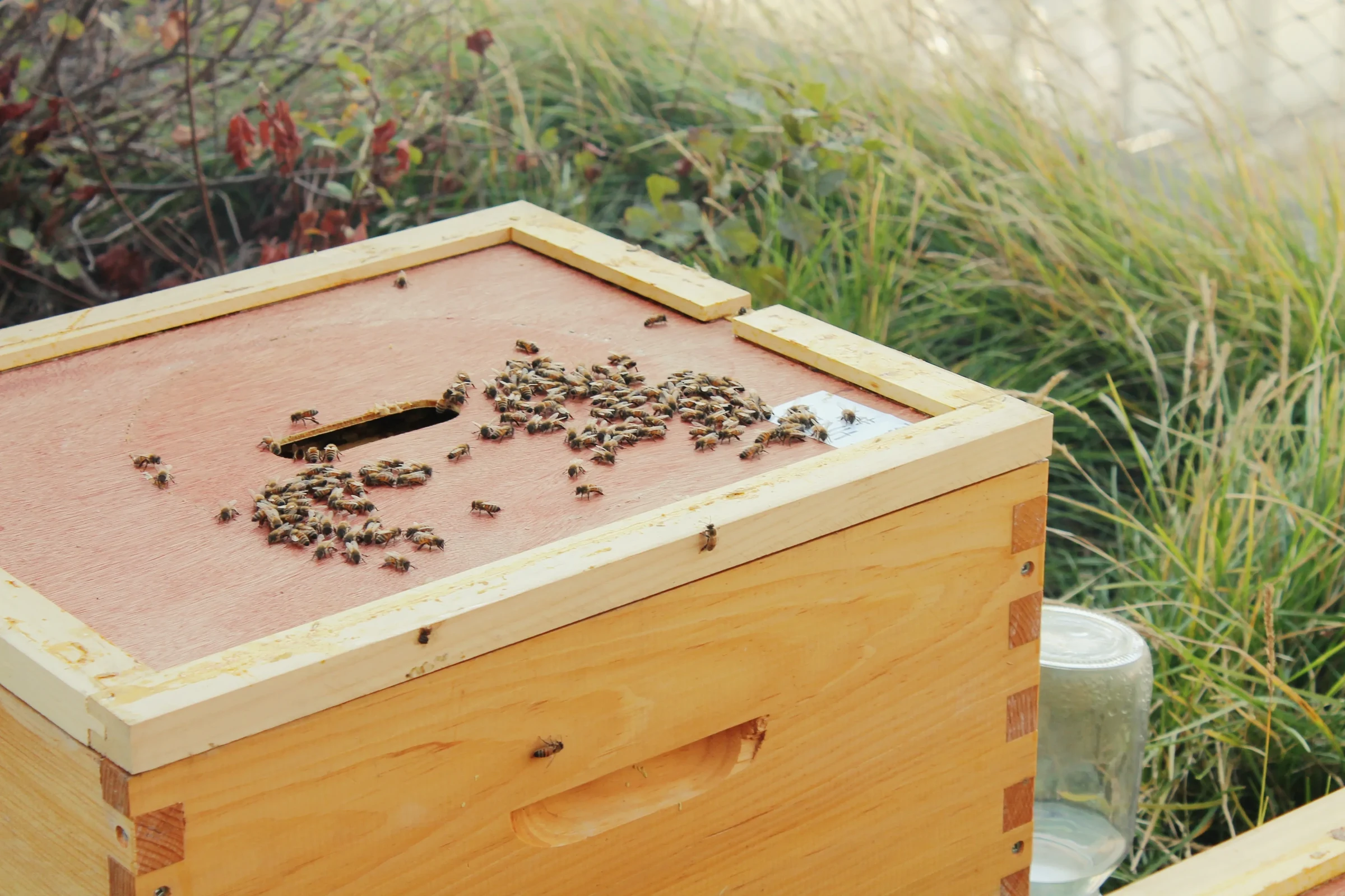 Beekeeper using a smoker on a rooftop hive