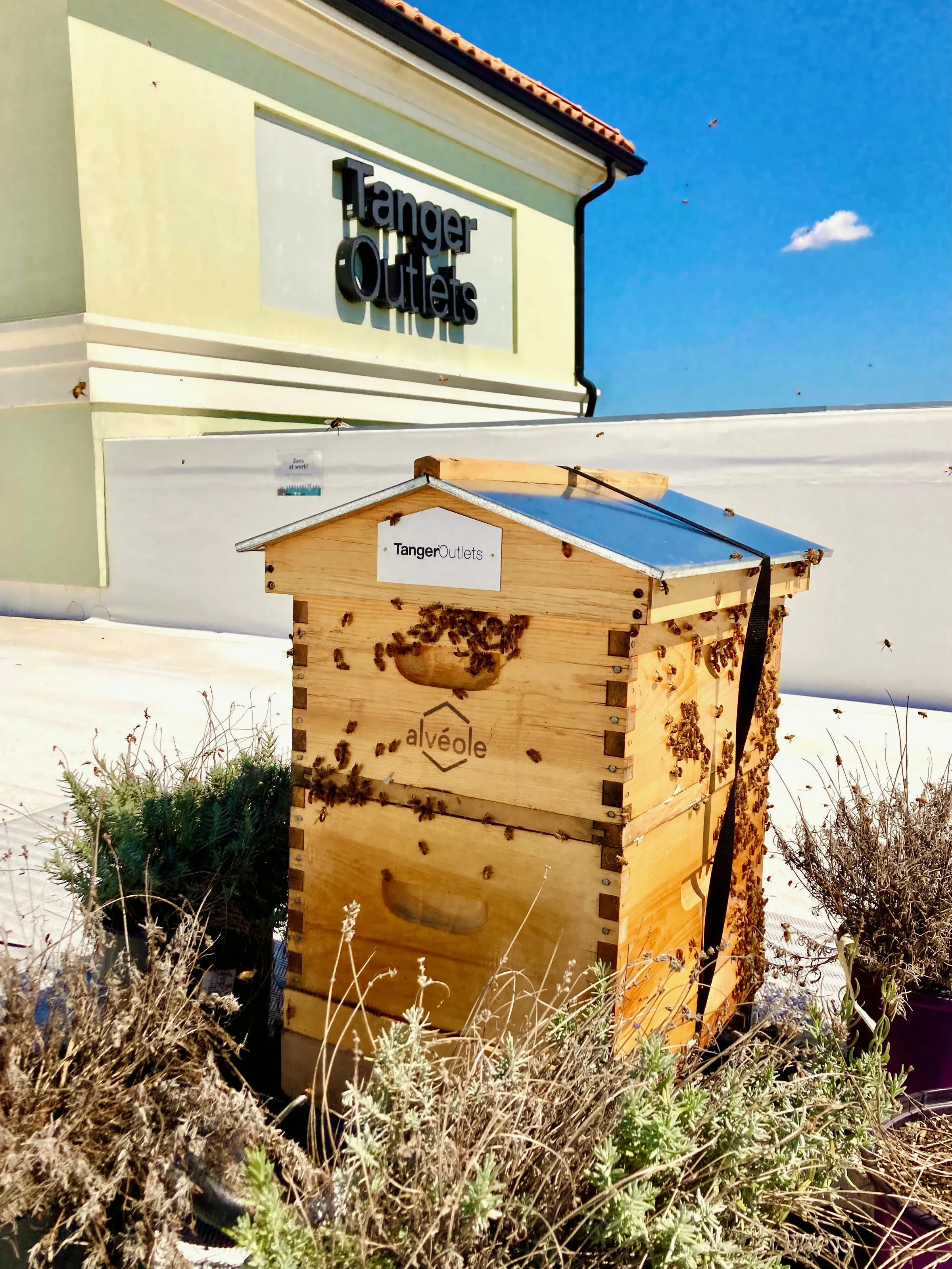 Tanger Outlets beehive entrance with bees