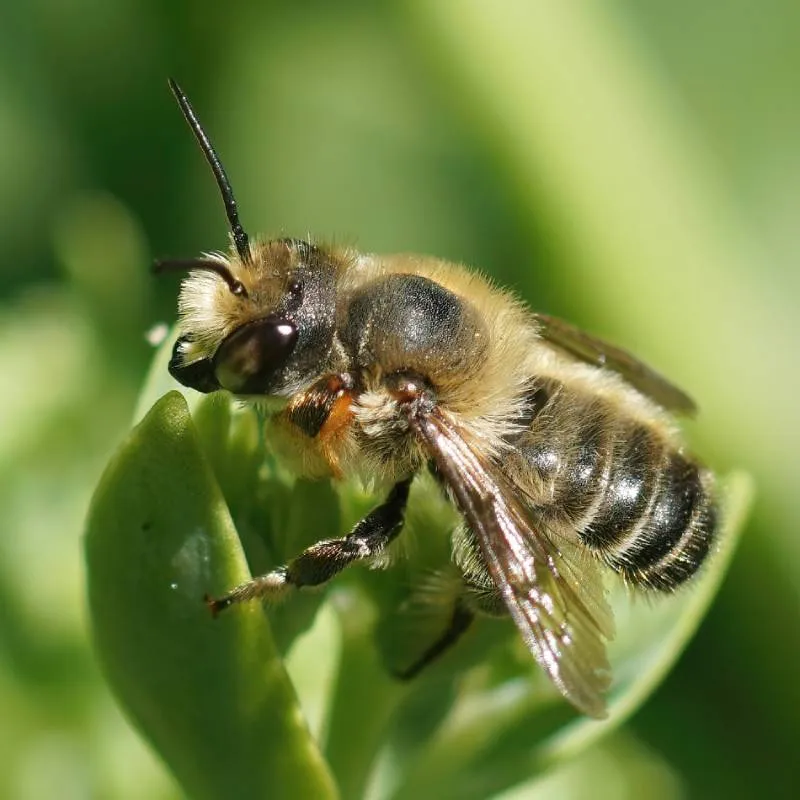 Leafcutter bee close-up