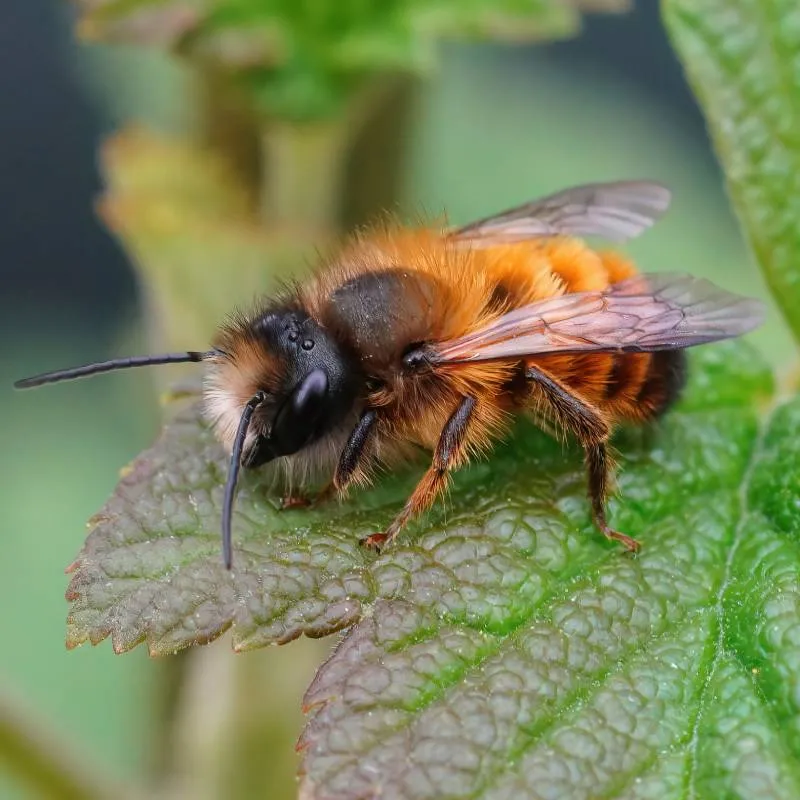 Mason bee close-up
