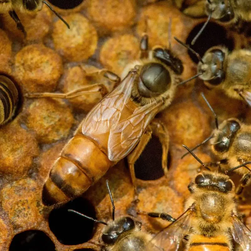Queen bee close-up