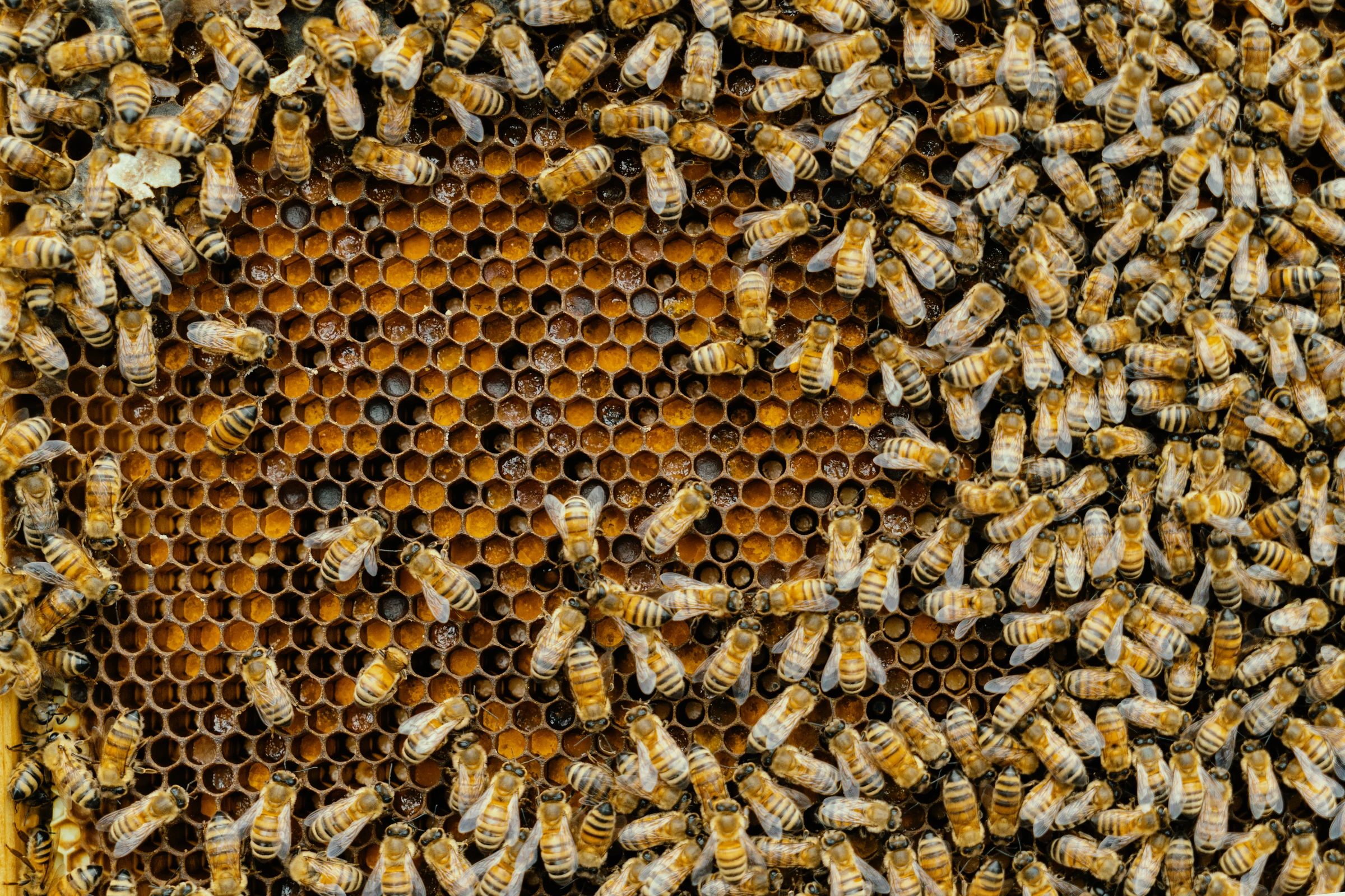Bee colony covering a honeycomb frame close-up