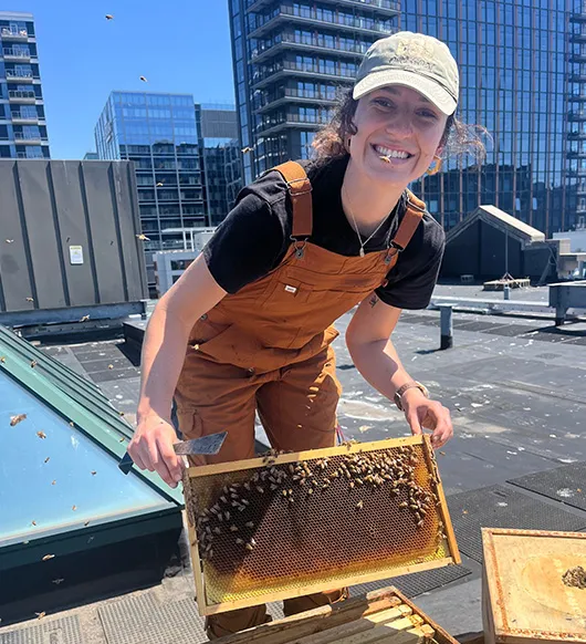 Beekeeper lifting a frame from a rooftop hive