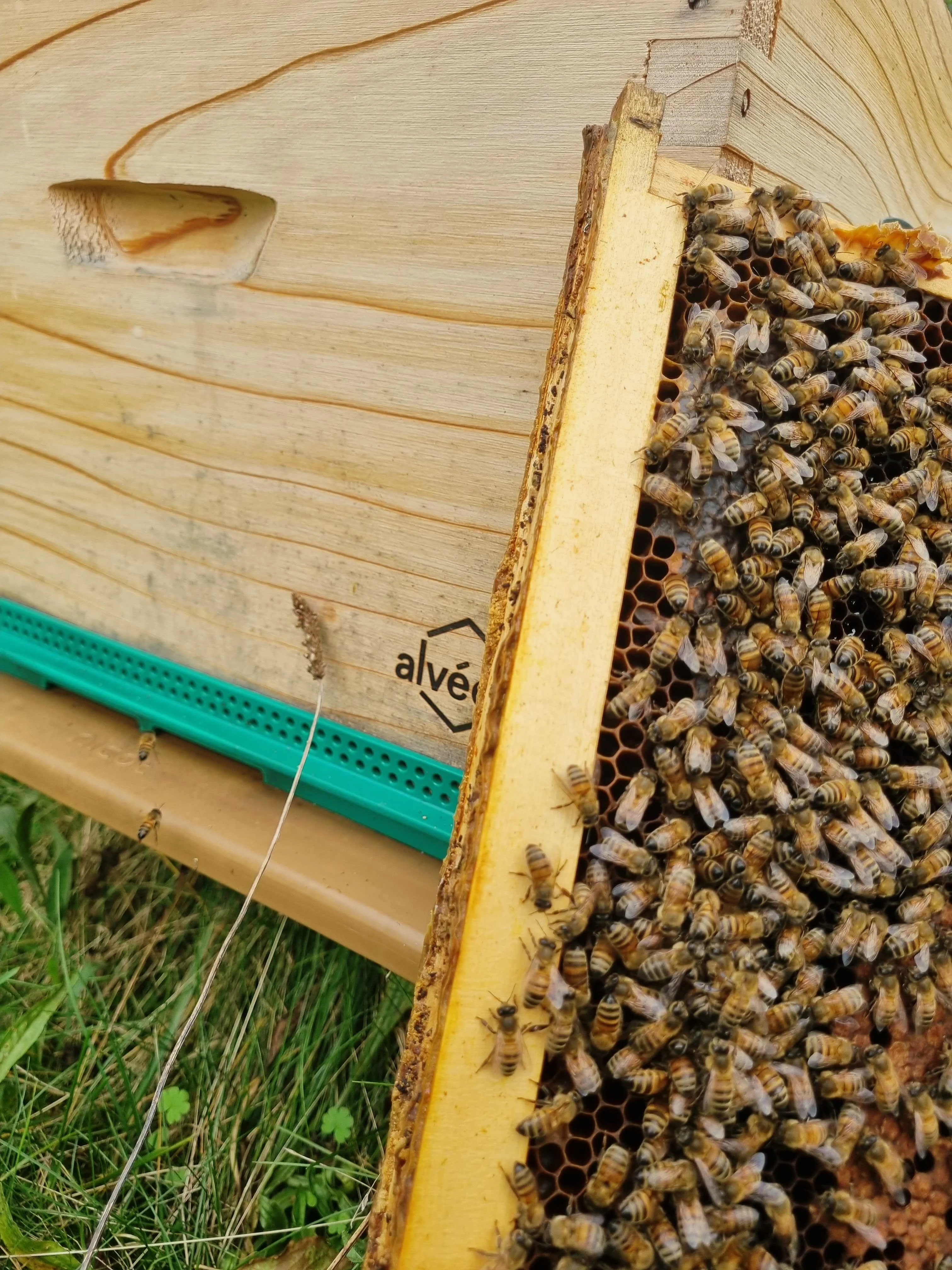Beehive frame inspection at a Realterm property