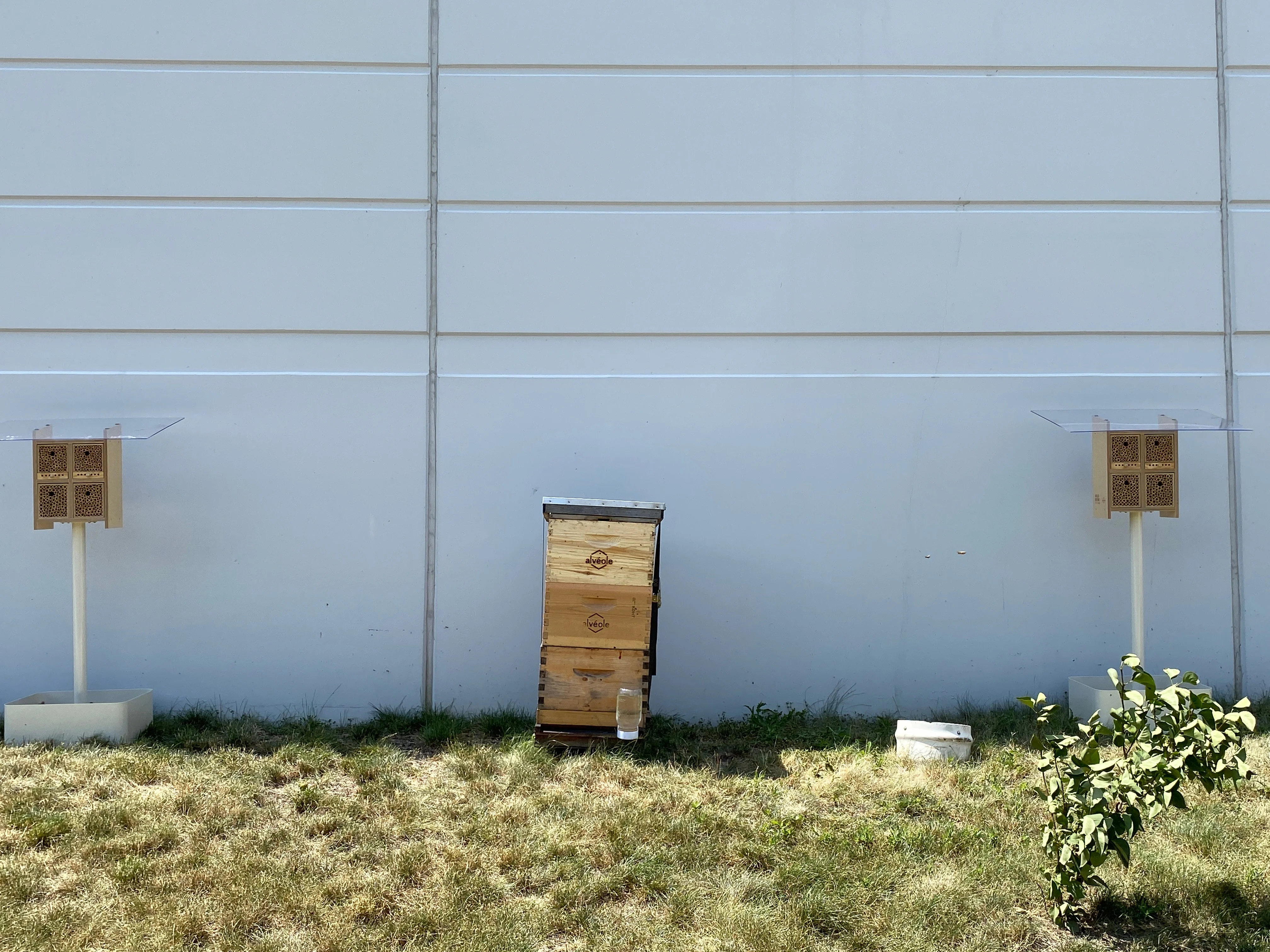 Beehive and bee hotels at a Realterm property