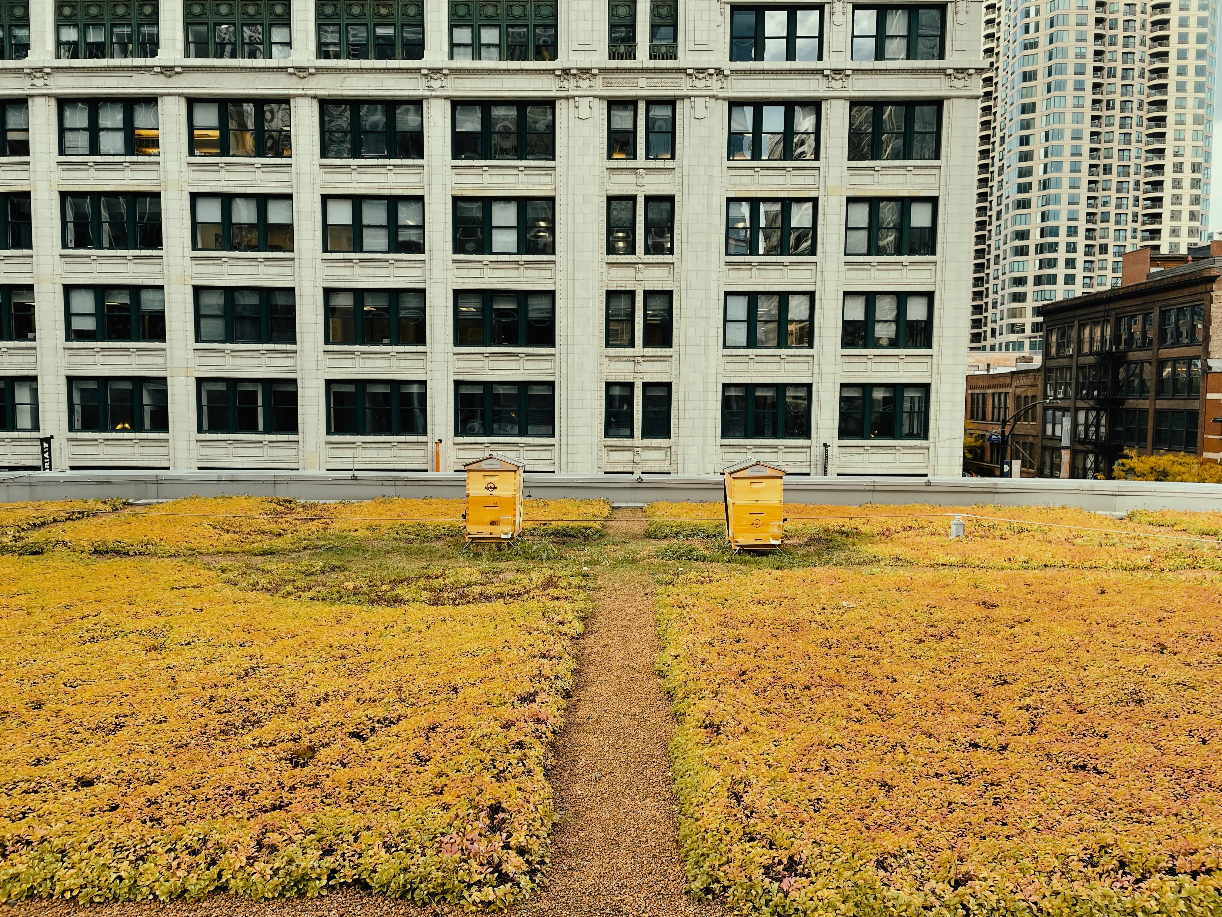 Alvéole rooftop beehives in Chicago