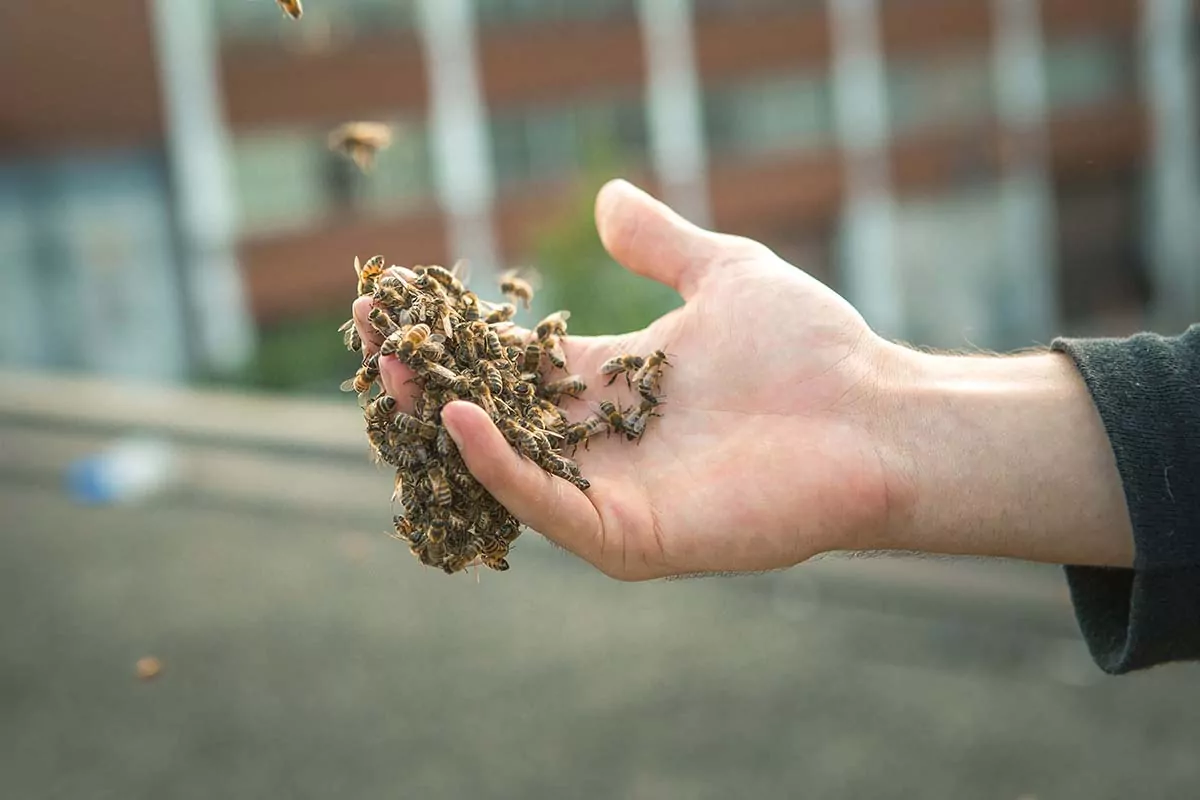 A hand surrounded by bees