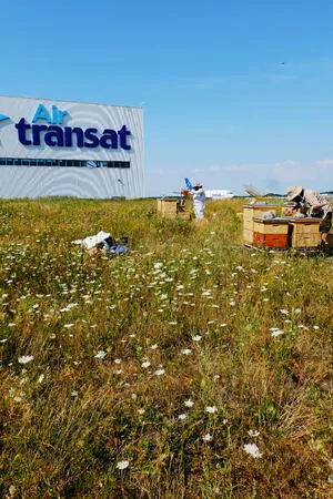 Air Transat's hives with Accueil Bonneau's beekeepers. pratiques commerciales durables
