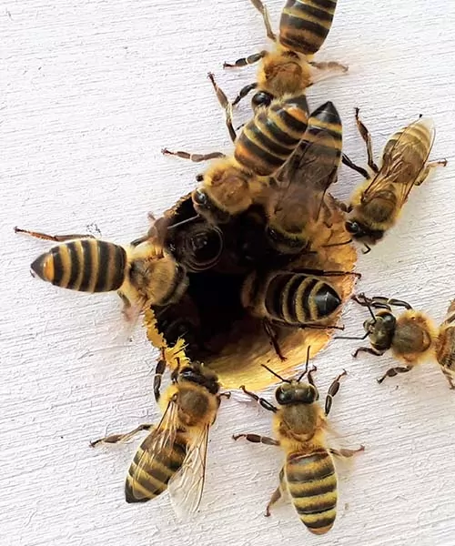 Un groupe d'abeilles entre dans la ruche