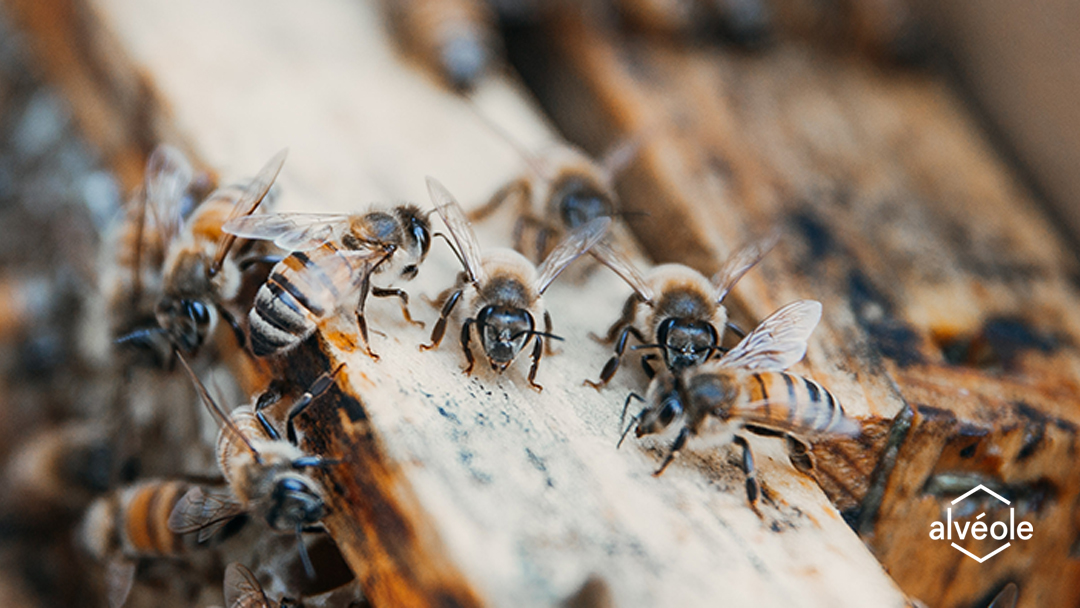Bees on a frame. peur des piqûres d'abeilles