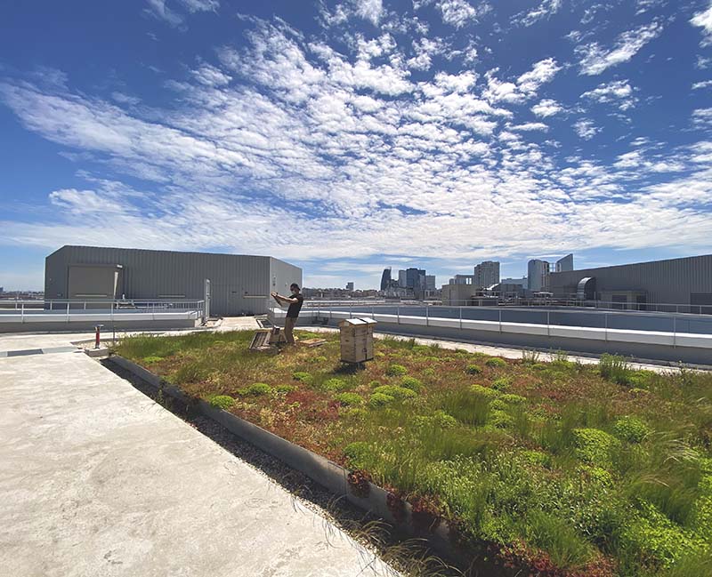 A beekeeper inspects a beehive on a green roof. building ecological footprint